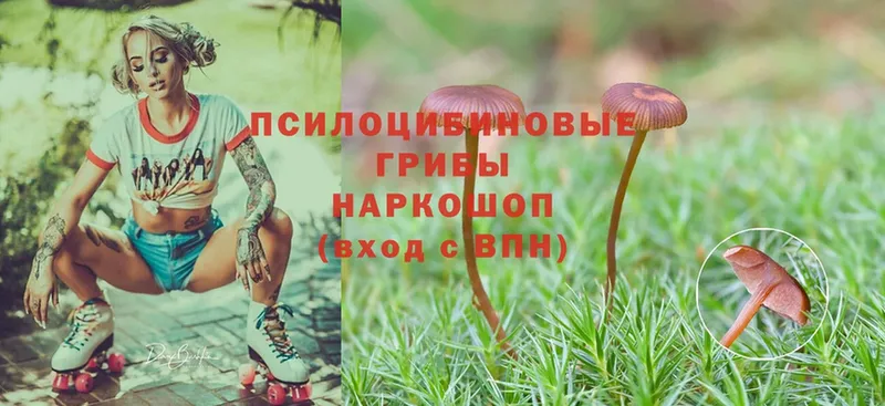 Псилоцибиновые грибы Psilocybine cubensis  где найти   Кизел 